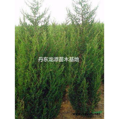 個人常年出售儈柏，儈柏球，銀杏