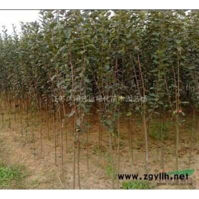 本公司低價出售銀杏、法桐、紫葉桃、碧桃、木瓜