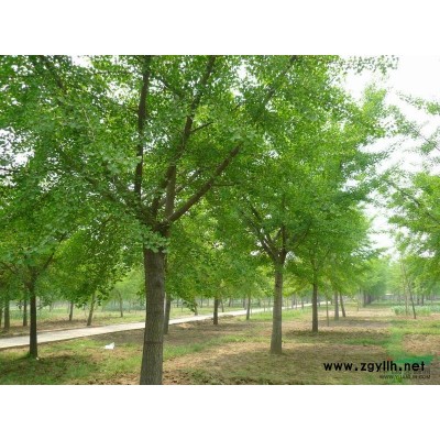 銀杏樹，大中型銀杏樹