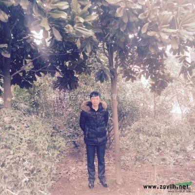 河南潢川供應10--12的廣玉蘭