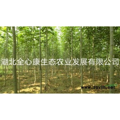 武漢地區供應8-15公分香樟