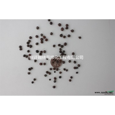 出售香樟種子，*包郵，貨到付款