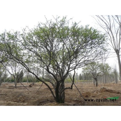 供應(yīng)天津薊縣優(yōu)質(zhì)苗木銀杏