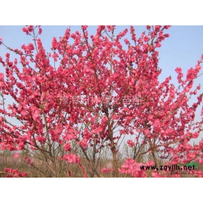 供應耐寒香樟、移栽截桿香樟、綠化工程苗木