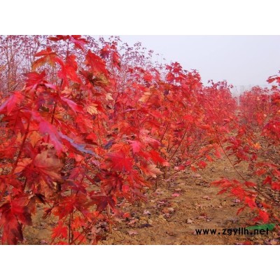 廣玉蘭嫁接苗批發/安徽廣玉蘭嫁接苗批發/特價批發安徽廣玉蘭嫁接苗