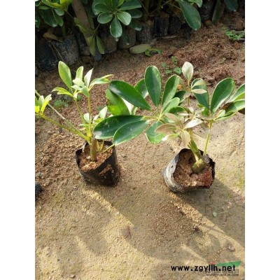 福建香樟，供應12～25公分全冠香樟