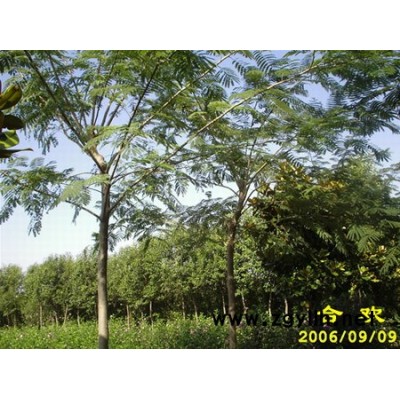 白玉蘭、紫玉蘭、黃玉蘭、廣玉蘭