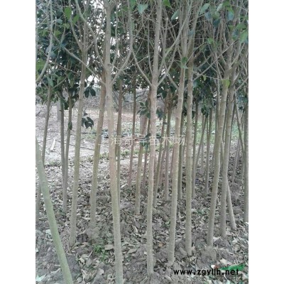 上海供應(yīng)米徑3-8公分香樟，大量出售香樟