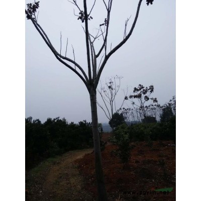 香樟、枇杷、欒樹、桂花、廣玉蘭、樸樹、烏桕、紅葉石楠、香泡