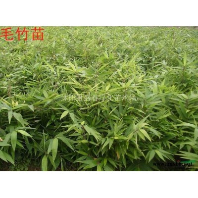 供應銀杏小苗 白果樹苗 一 二年生銀杏小苗專供綠化工程苗木