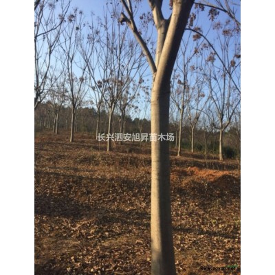 香樟 2018年浙江香樟 價低樹低 新報價 圖片