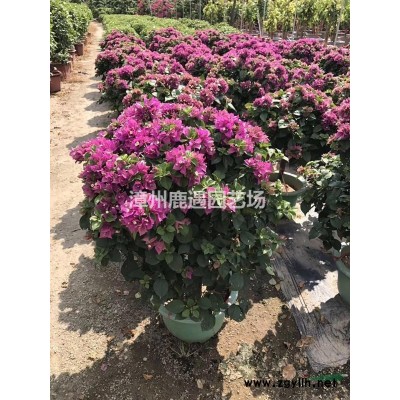 香樟基地10-15-18-25價格 香樟基地報價哪里便宜