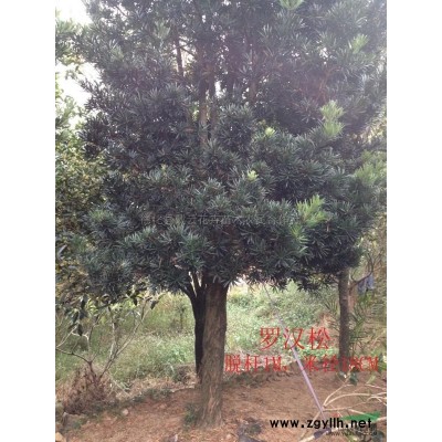 銀杏*新價(jià)格/銀杏報(bào)價(jià)