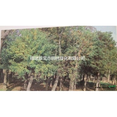 香樟  樟樹(shù) 福建香樟報(bào)價(jià)2-18公分