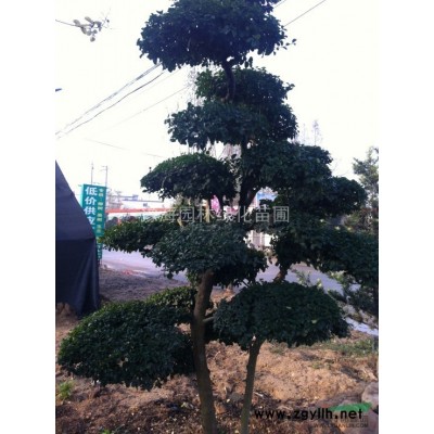 供應廣玉蘭、廣玉蘭小苗