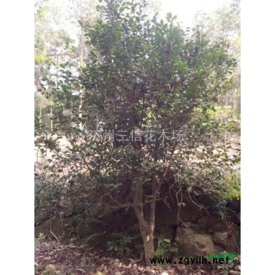 福州苗圃供應移植天竺桂，杜英，藍花楹，火力楠，廣玉蘭，四季桂