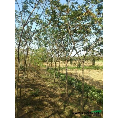 安徽廣玉蘭*新報價/安徽廣玉蘭圖片