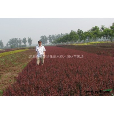 河南檜 蜀檜 廣玉蘭 欒樹