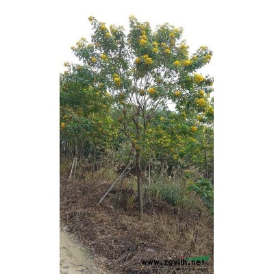 福建香樟地區小葉紅皮榕廉價出售紅榕