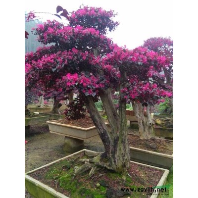 福建地區供應香樟，10―20公分，以及各種綠化苗木