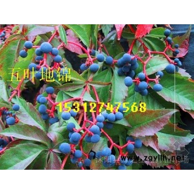 銀杏/桂花/紫薇/紫荊/紫葉李/紅葉碧 桃種子種苗