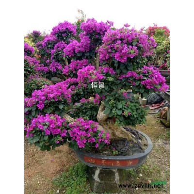 福建香樟樹(shù)，福建香樟樹(shù)批發(fā)價(jià)格，福建出售香樟/貨優(yōu)價(jià)廉