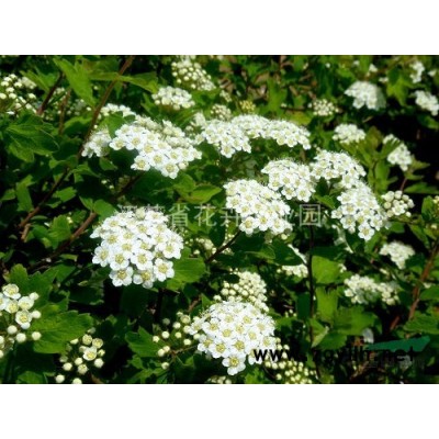 供應(yīng)白玉蘭、紫玉蘭、黃玉蘭、廣玉蘭、山玉蘭及辛夷種子小苗