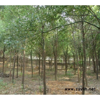 香樟、馬褂木、杜英等大規格苗