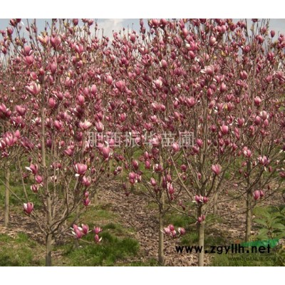 長期供應杏梅、銀杏、黃金鐘、櫻花、烏桕等苗木