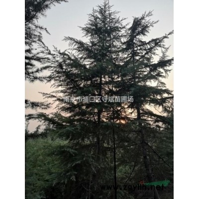 香樟價格/10公分12公分15公分20公分 南京香樟報價