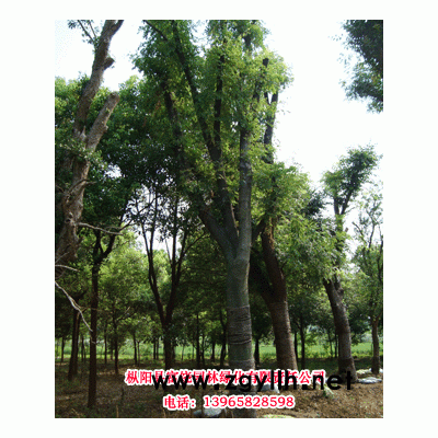 安徽安慶低價供應批發基地銀杏 白果樹 銀杏樹 銀杏實生苗