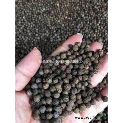 九江香樟種子專業(yè)批發(fā)，提供香樟種子育苗技術(shù)，保證發(fā)芽率