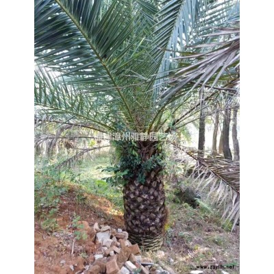 批發15廣桿香樟