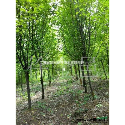 供應各種規格銀杏樹