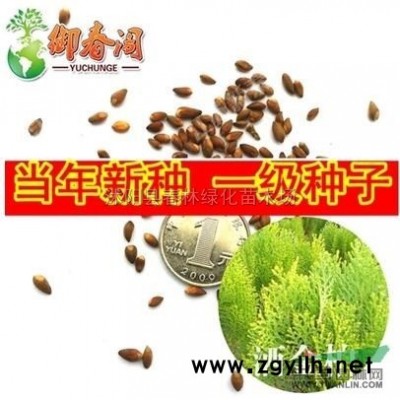 批發銀杏苗 綠化苗木 銀杏小苗 白果苗 銀杏樹苗 大小規格*