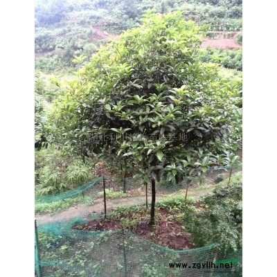 湖北銀杏*新報價/銀杏圖片