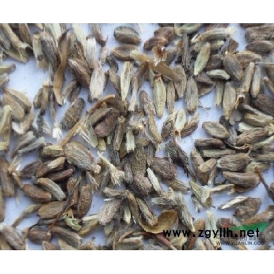 供應10-16厘米銀杏樹白果樹