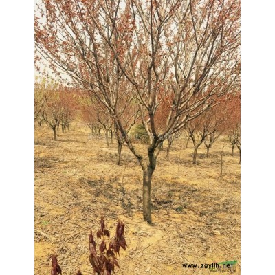 安徽地區(qū)供應(yīng)廣玉蘭