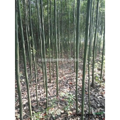 湖北地區供應香樟籽