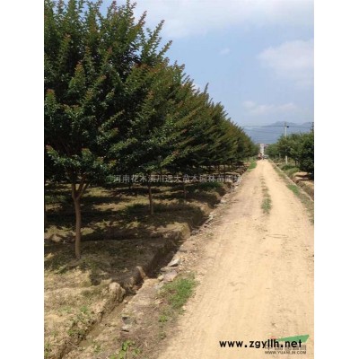 潢川鋪地柏，潢川爬地柏，潢川沙地柏，潢川石楠，潢川銀杏