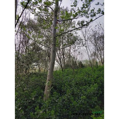 江蘇沭陽地區(qū)供應(yīng)冬青，衛(wèi)矛球，龍柏，國槐，銀杏，香樟，欒樹