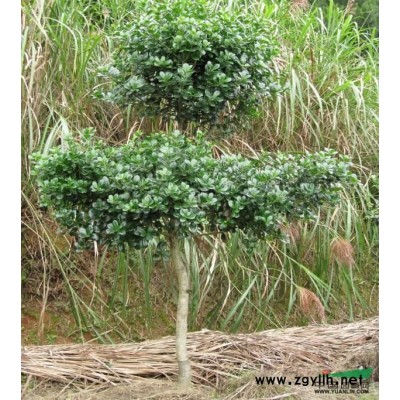 香樟，2017年香樟價格，胸徑5-12公分香樟價格，香樟供應