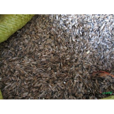 紫薇 大規格香樟、廣玉蘭、白玉蘭、桂花、銀杏