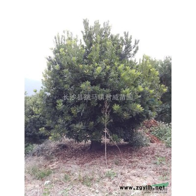 湖南君威苗圃供應18公分的香樟樹,移栽香樟,全冠香樟,