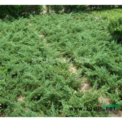 銀杏 實生銀杏 嫁接銀杏 江蘇銀杏