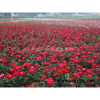 廣玉蘭 江蘇廣玉蘭 廣玉蘭*新報價