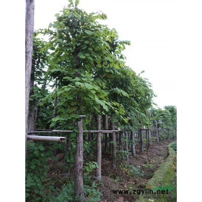 黃葛樹、銀杏、桂圓、三葉樹、桂花、天竺桂、小葉榕、樂昌含笑等