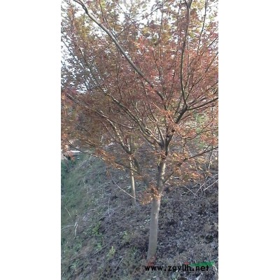 安徽供應15公分香樟，15公分香樟價格多少錢