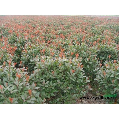 供應(yīng)樸樹、合歡、法桐、廣玉蘭、香樟、紫薇、櫸樹、銀杏