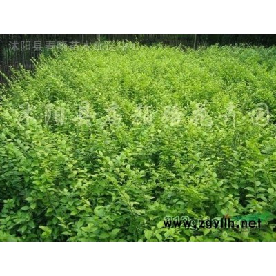 紅葉石楠、大葉女貞、廣玉蘭、櫻桃、楓香等苗木